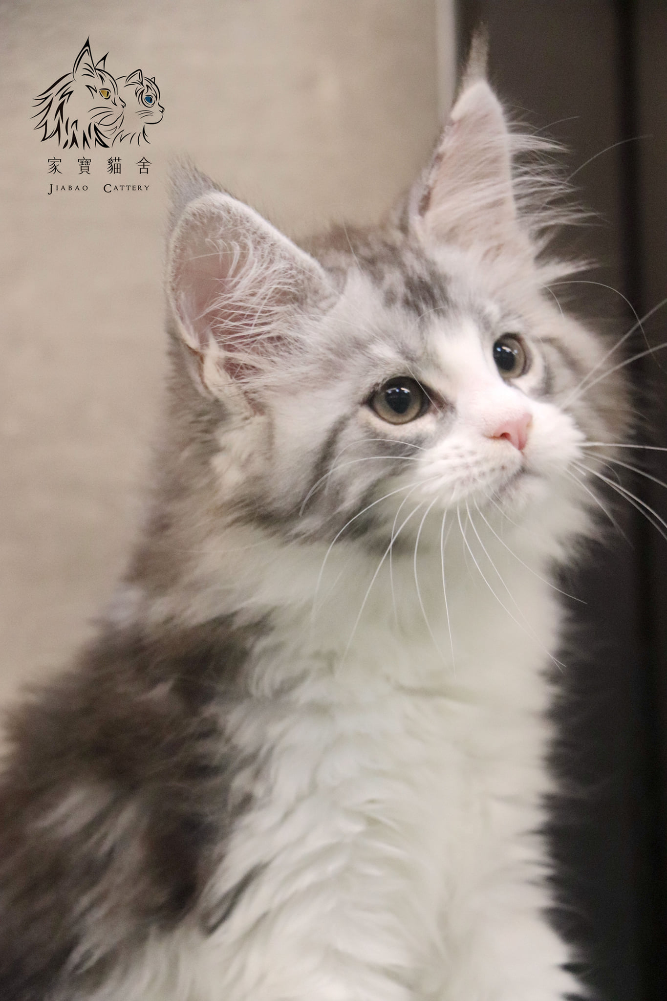 家寶寵物／銀虎斑賓士緬因