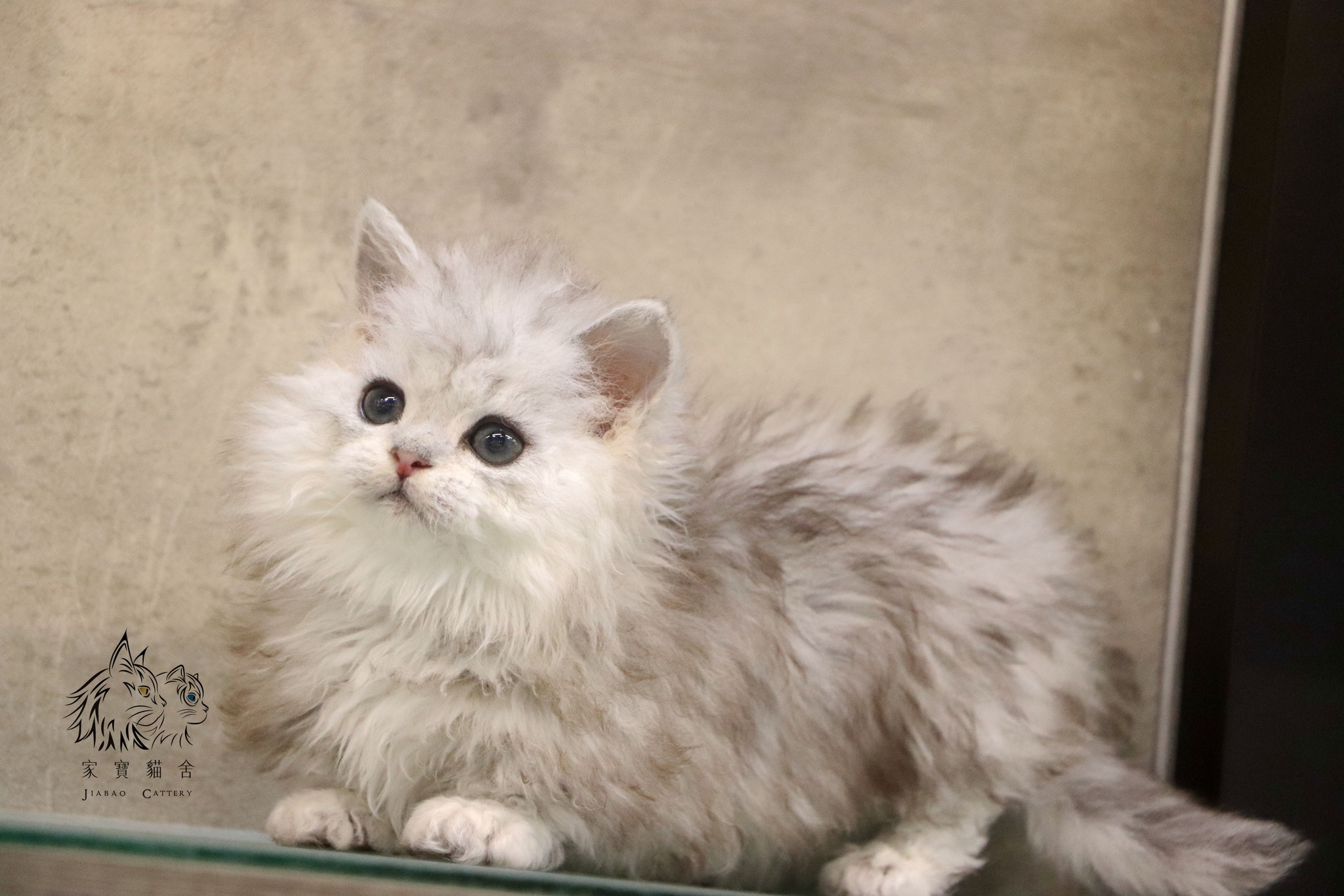 家寶寵物／銀白賽爾凱克羊毛貓