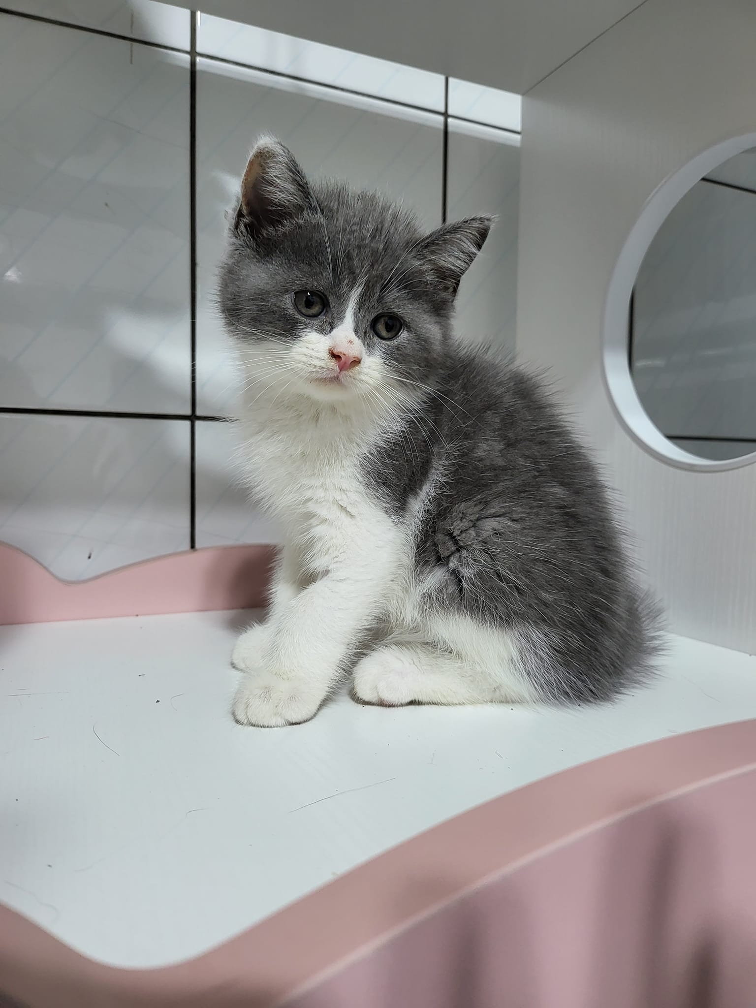 阿寶貝貝喵喵小舖／藍白賓士英國短毛貓