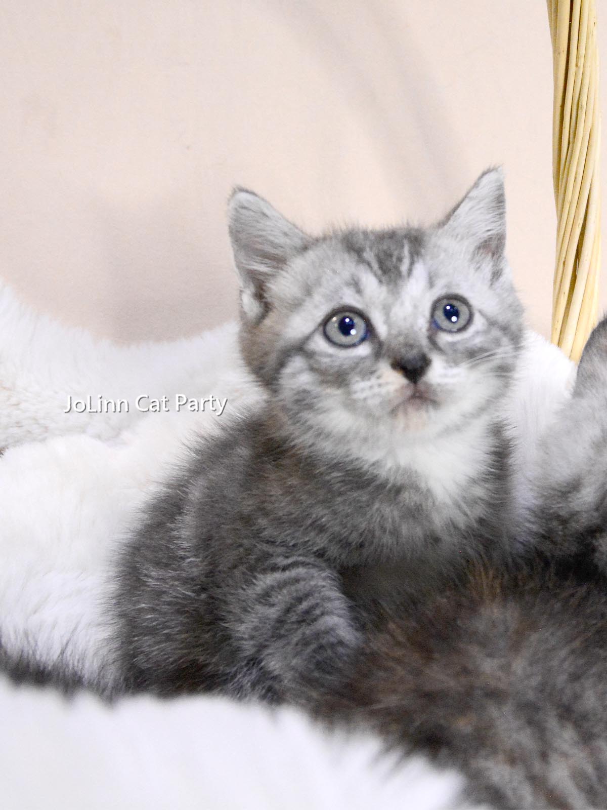 貓咪派對／銀白 銀三花 美國短毛貓