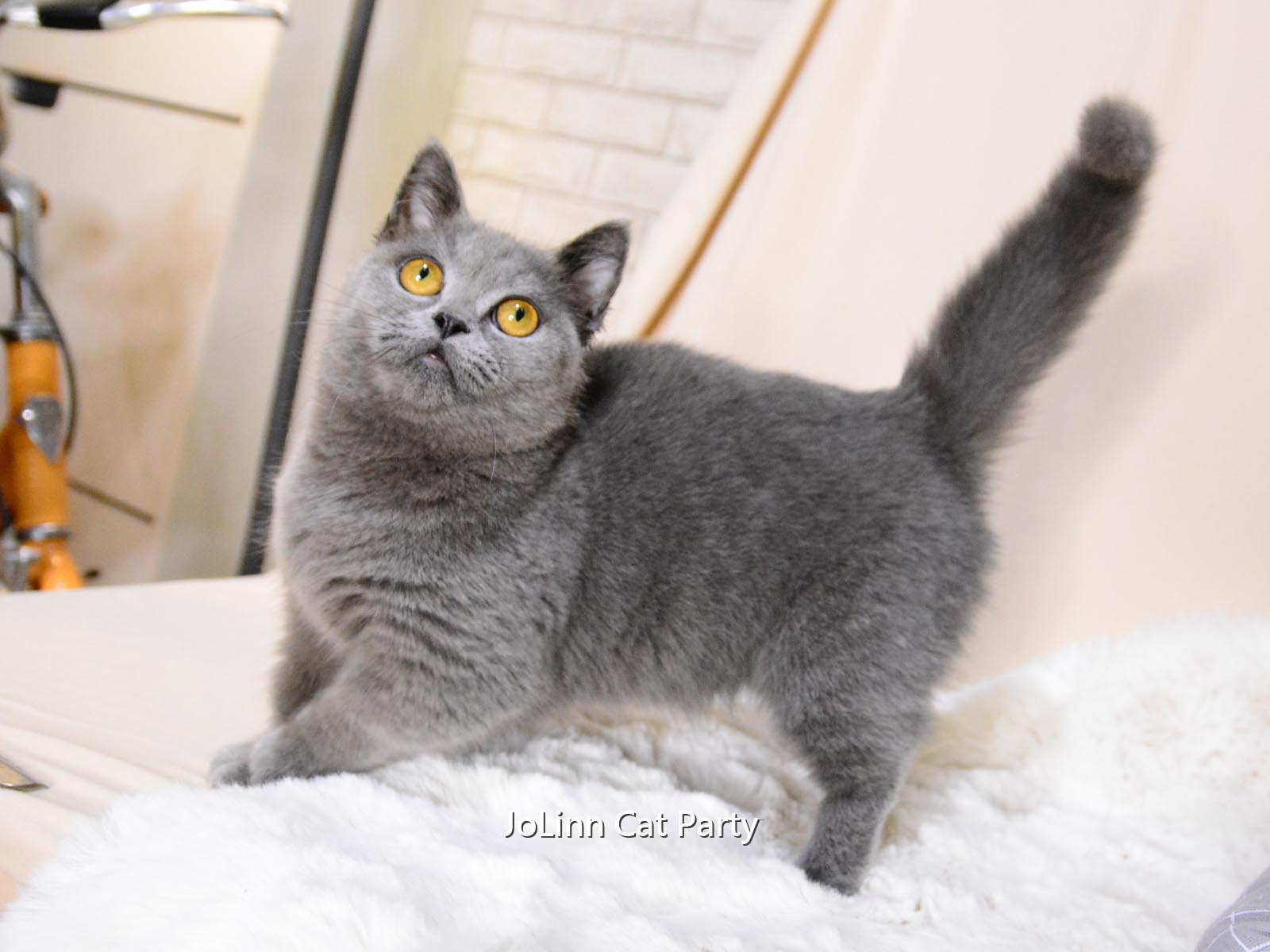 貓咪派對／藍色曼斥肯貓