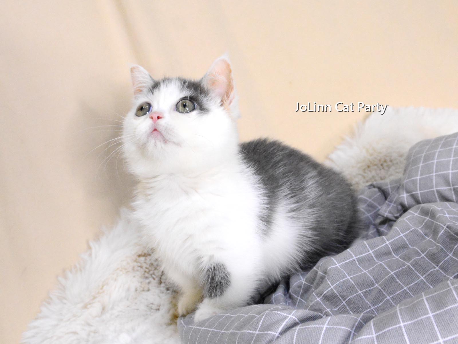 貓咪派對／藍白賓士色曼赤肯貓