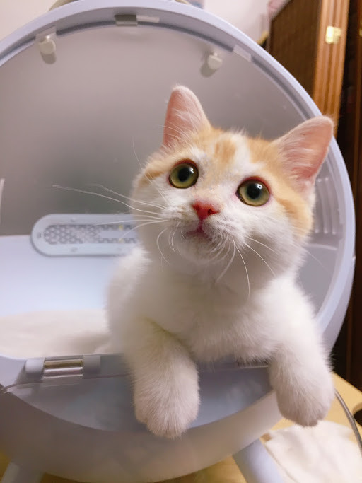 糖果卡通貓舍／梵色白英短妹妹