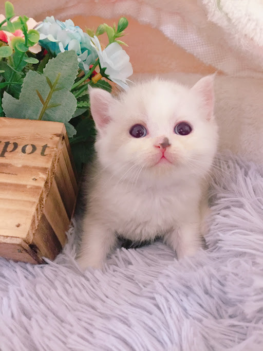 糖果卡通貓舍／銀巧克力水貂加白英短