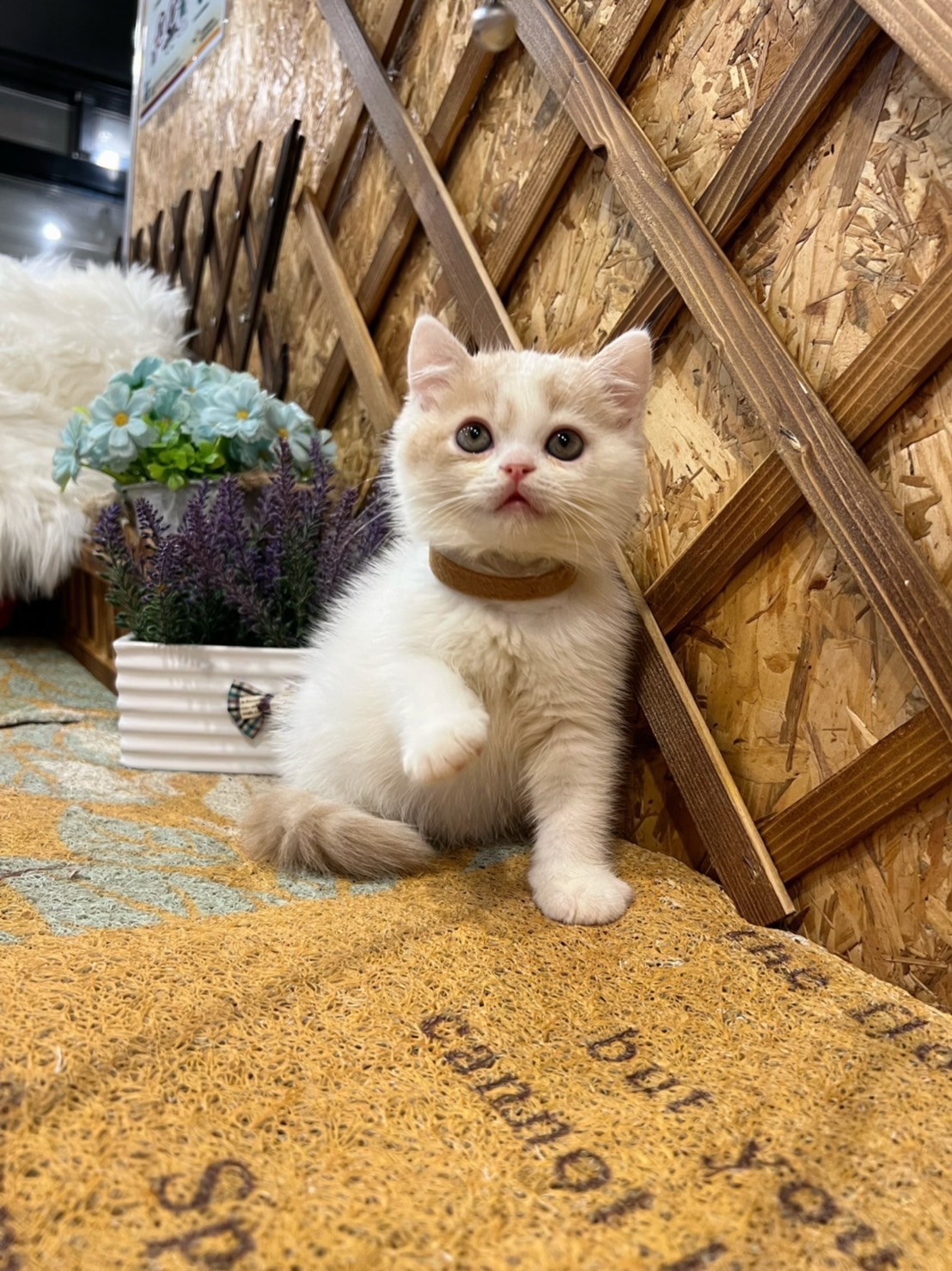 金瑟喵屋／奶油 三花 多白英國短毛貓