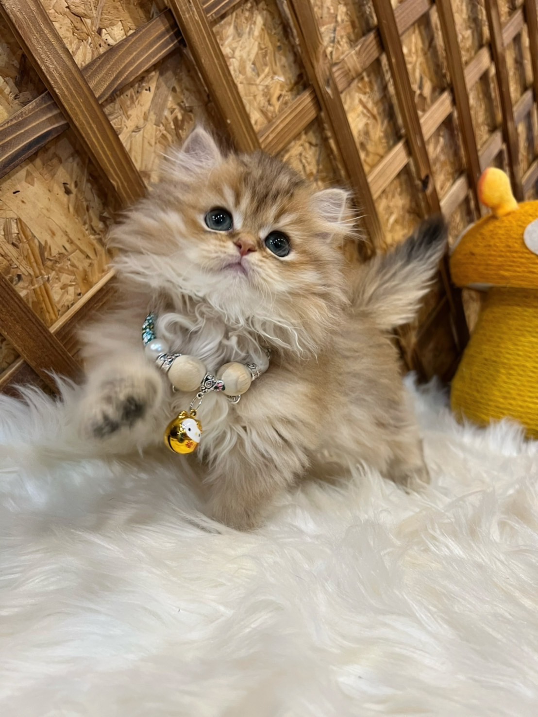 金瑟喵屋／黃金虎斑金吉拉