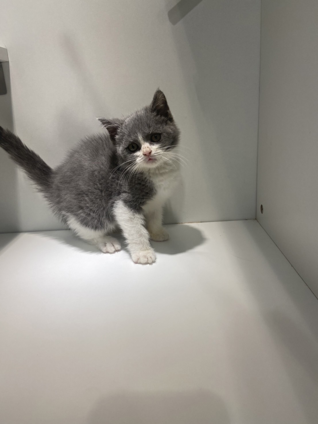 野獸派貓舍／藍白賓士英國短毛貓