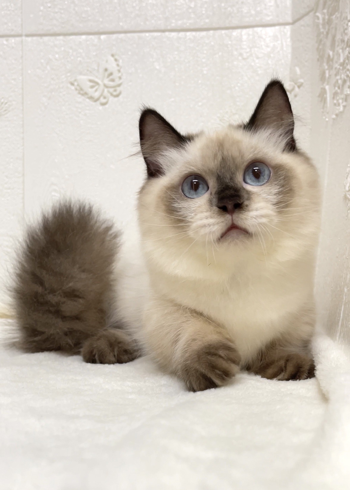 貓咪總動員館／重點小步舞曲