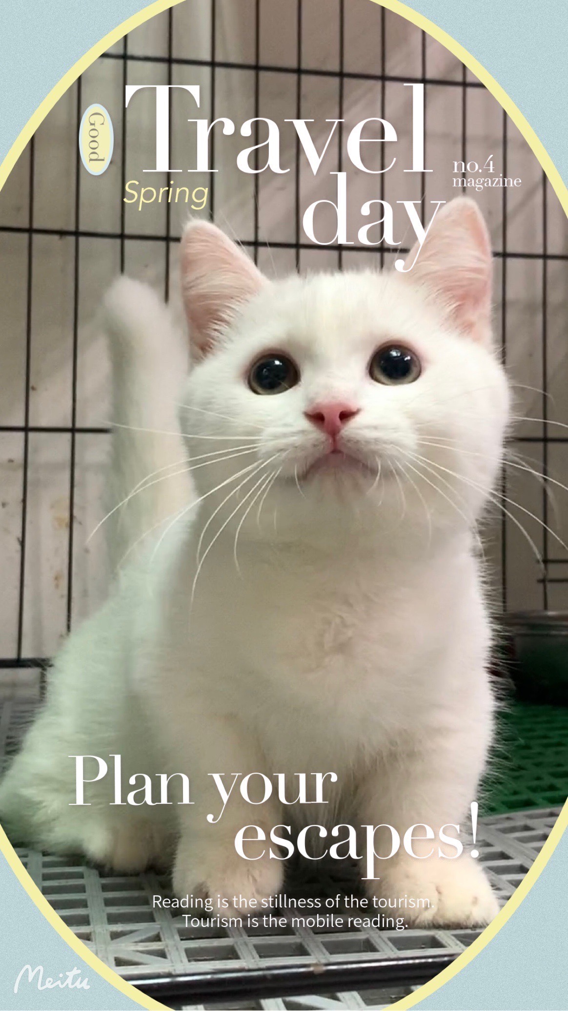 貓咪總動員館／白色曼赤肯