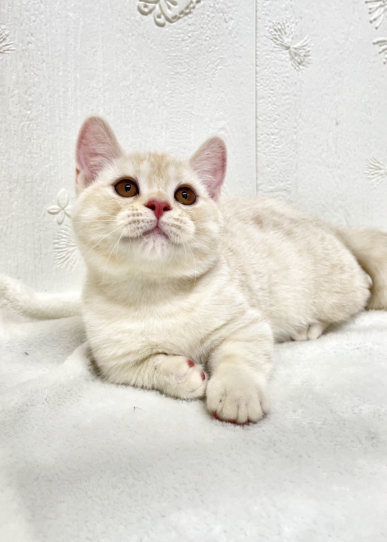 貓咪總動員館／奶油曼赤肯