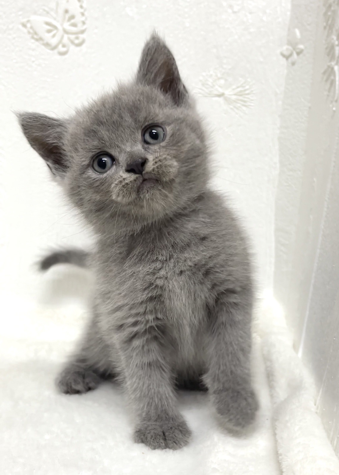 貓咪總動員館／淺藍英短