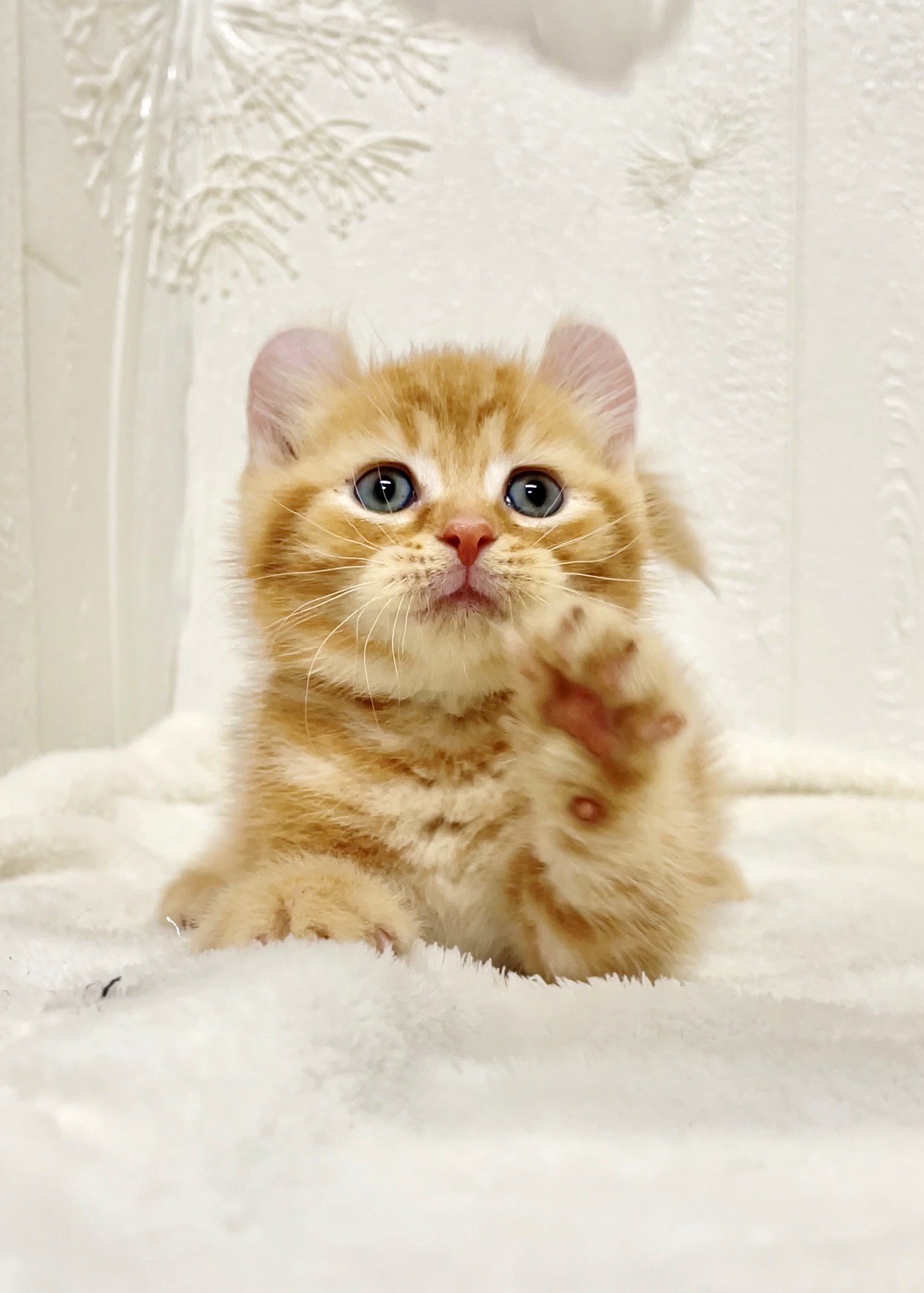 貓咪總動員館／橘紅捲耳貓