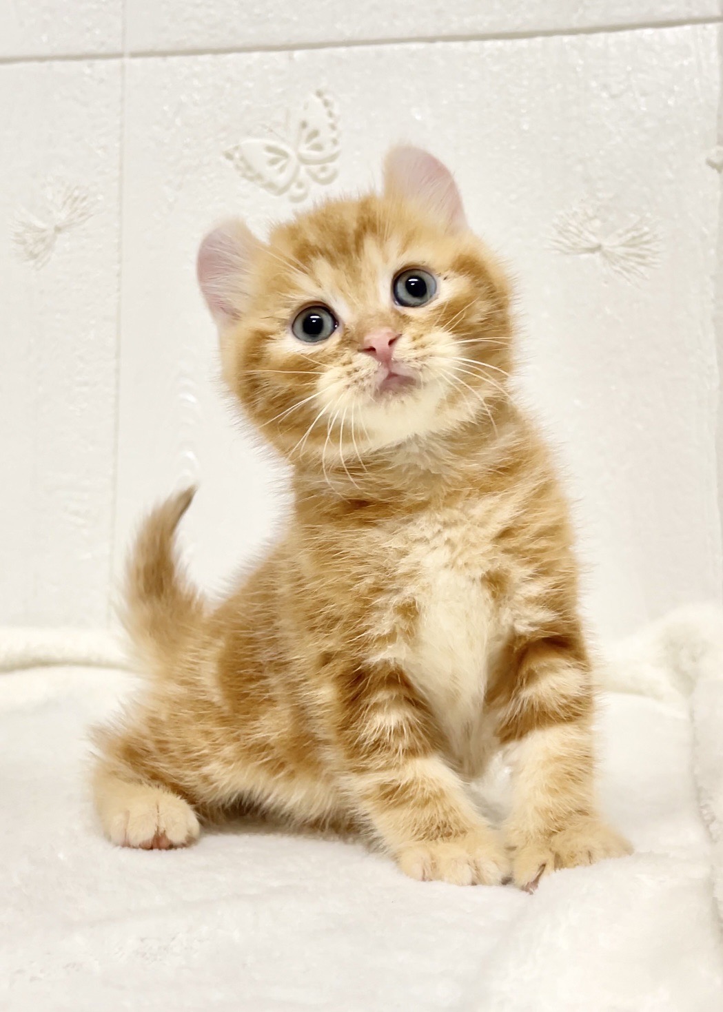 貓咪總動員館／橘紅捲耳貓