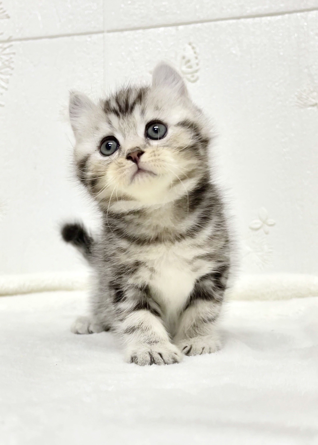 貓咪總動員館／銀白捲耳貓