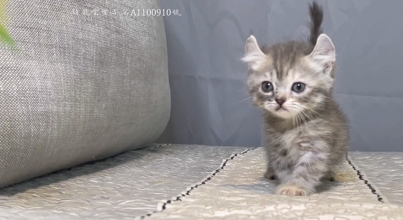 尊爵名皇／藍奶曼赤肯捲耳貓