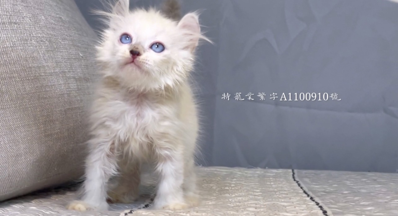 尊爵名皇／特殊色 捲耳貓