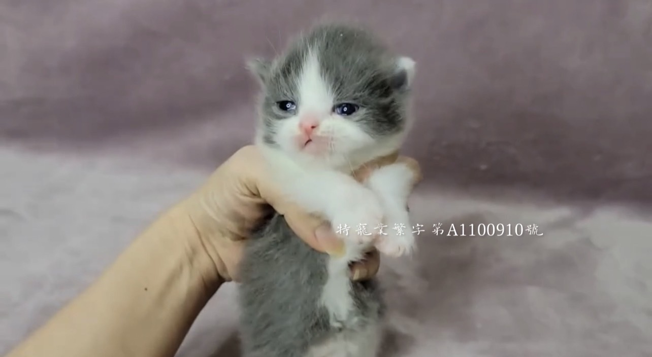 尊爵名皇／藍白賓士 曼赤肯短腿貓