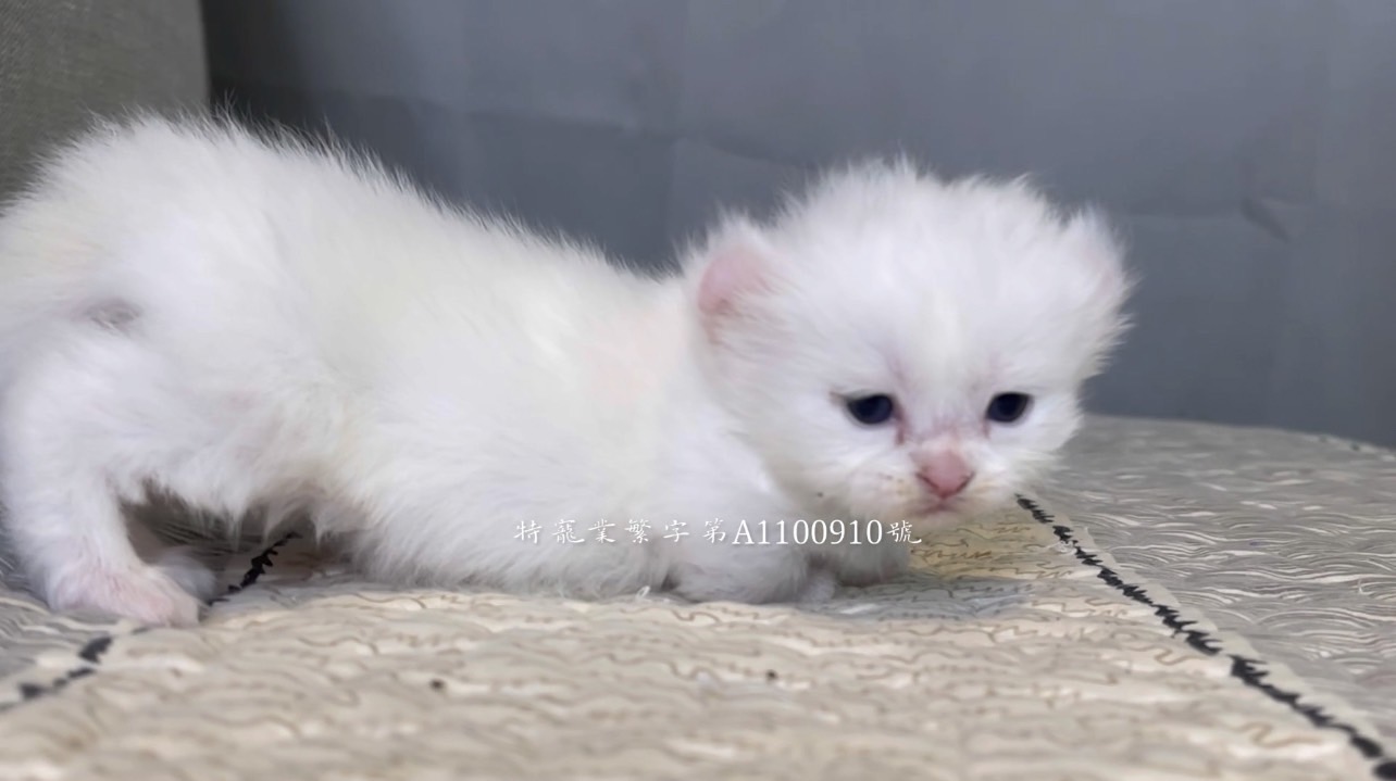 尊爵名皇／純白捲耳小步舞曲短腿貓