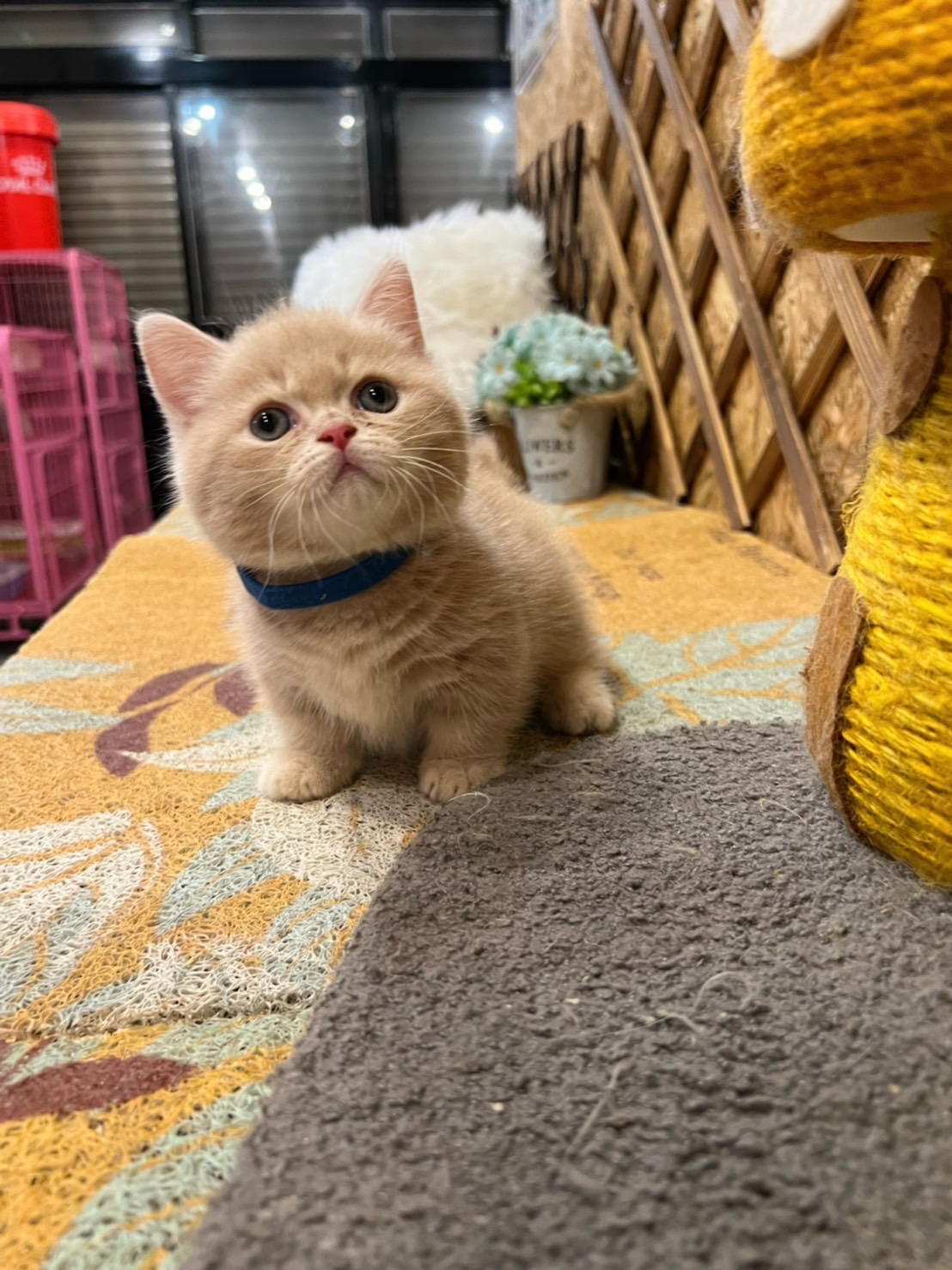 金瑟喵屋／奶油色奶油賓士曼赤肯