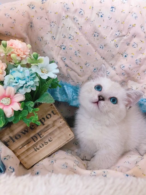 糖果卡通貓舍／紫端曼赤肯妹妹