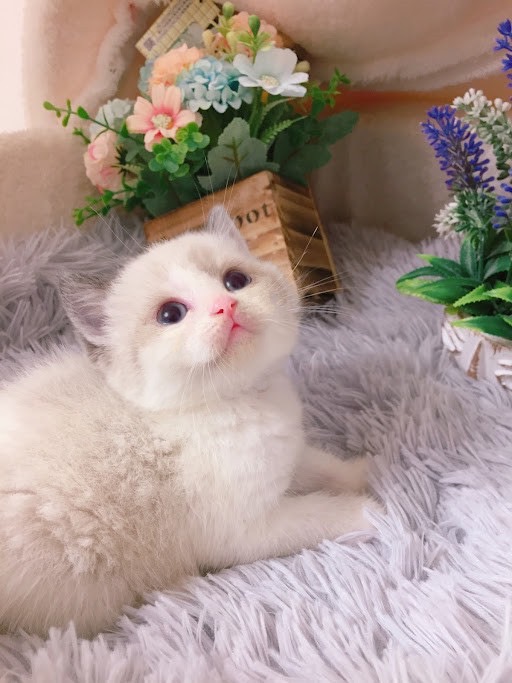 糖果卡通貓舍／藍雙色英短弟弟