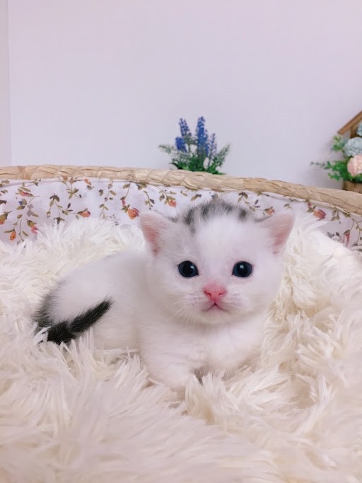 糖果卡通貓舍／梵色曼赤肯瀏海妹妹