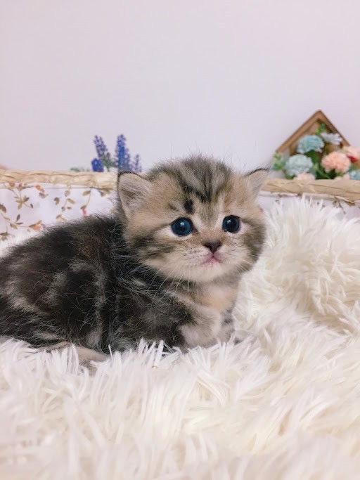 糖果卡通貓舍／棕色小老虎曼赤肯妹妹