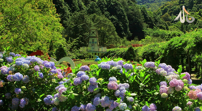 【汪喵揪了走】南投埔里、衫林溪繡球花季兩日