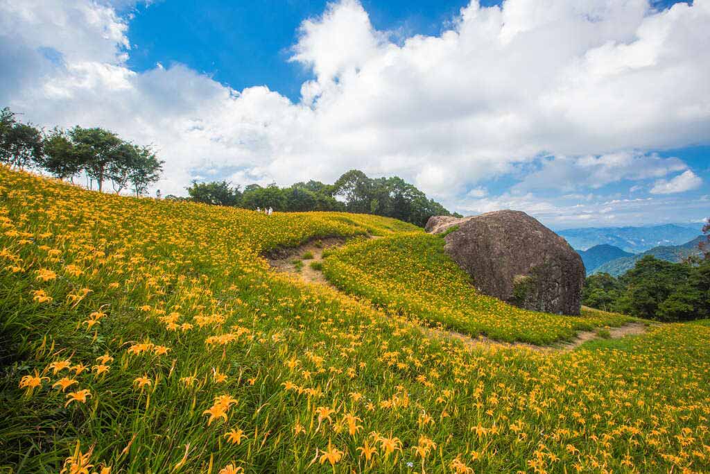 『汪喵揪了走』花蓮赤科山金針花海三日遊