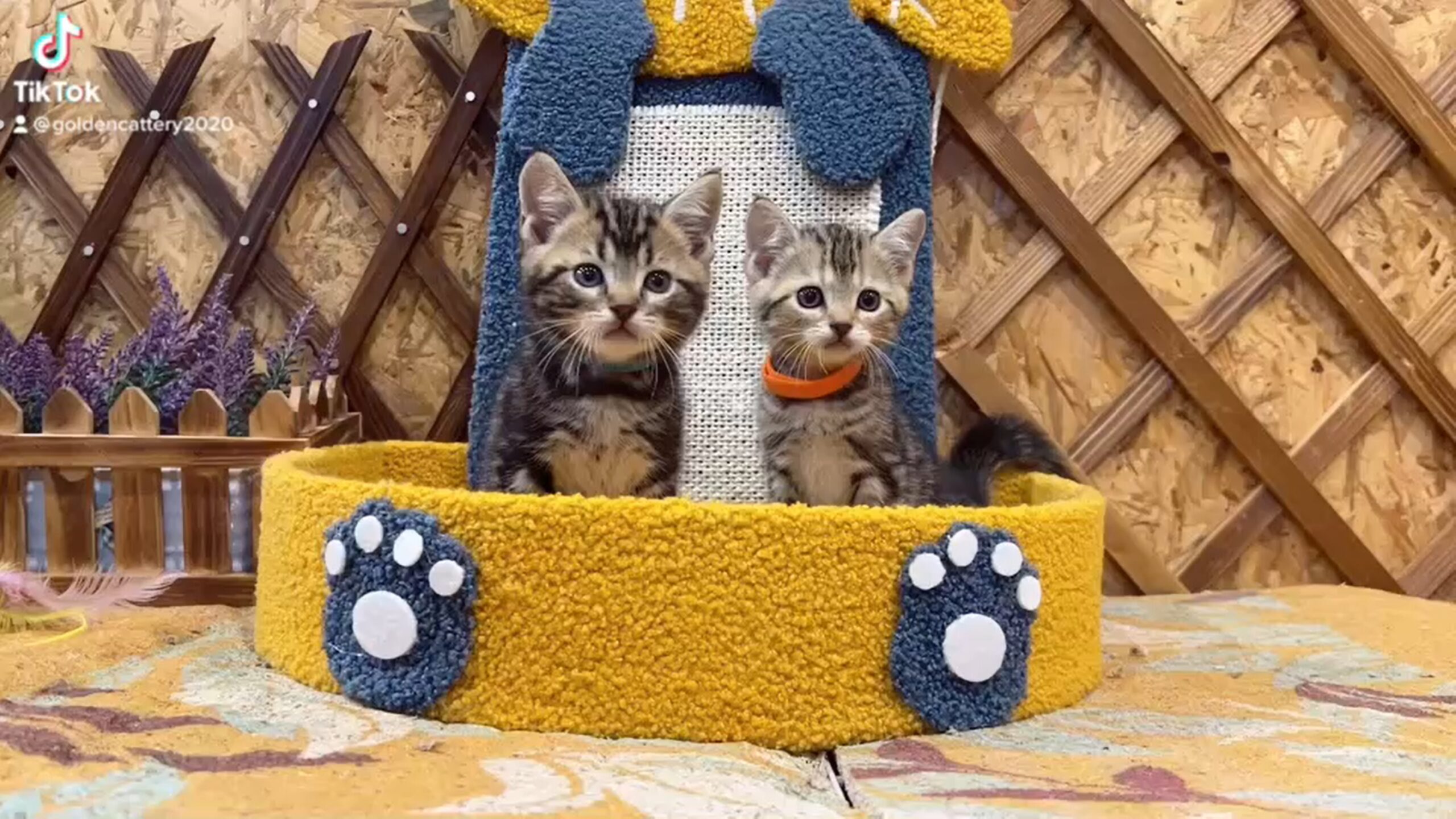 金瑟喵屋／古銅色美國短毛貓