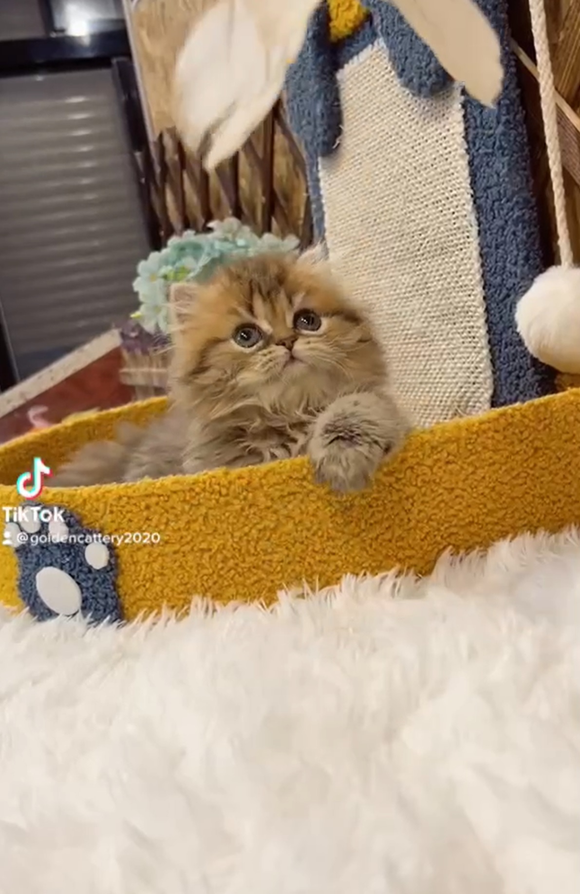 金瑟喵屋／黃金色金吉拉