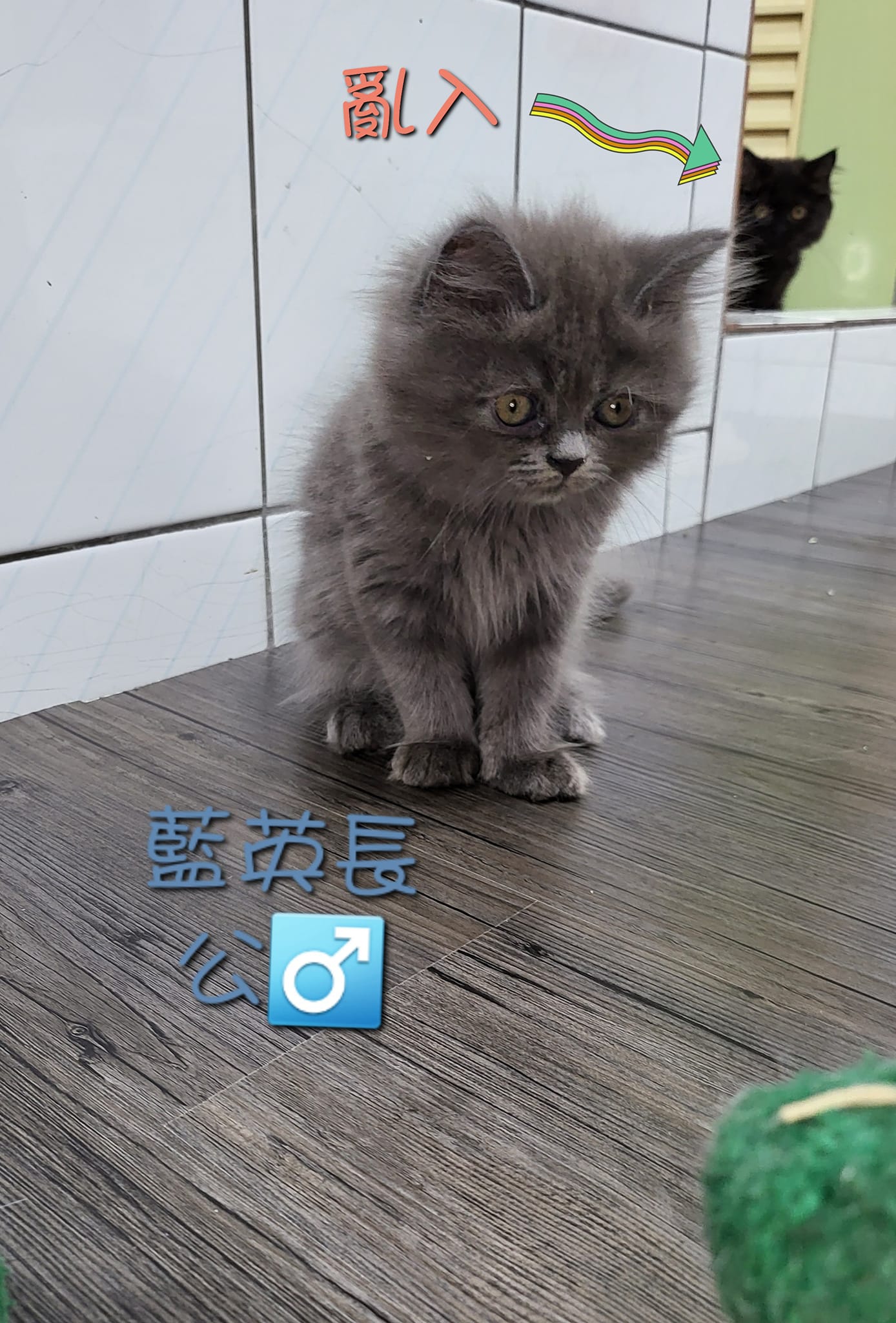 阿寶貝貝喵喵小舖／藍色英國長毛貓