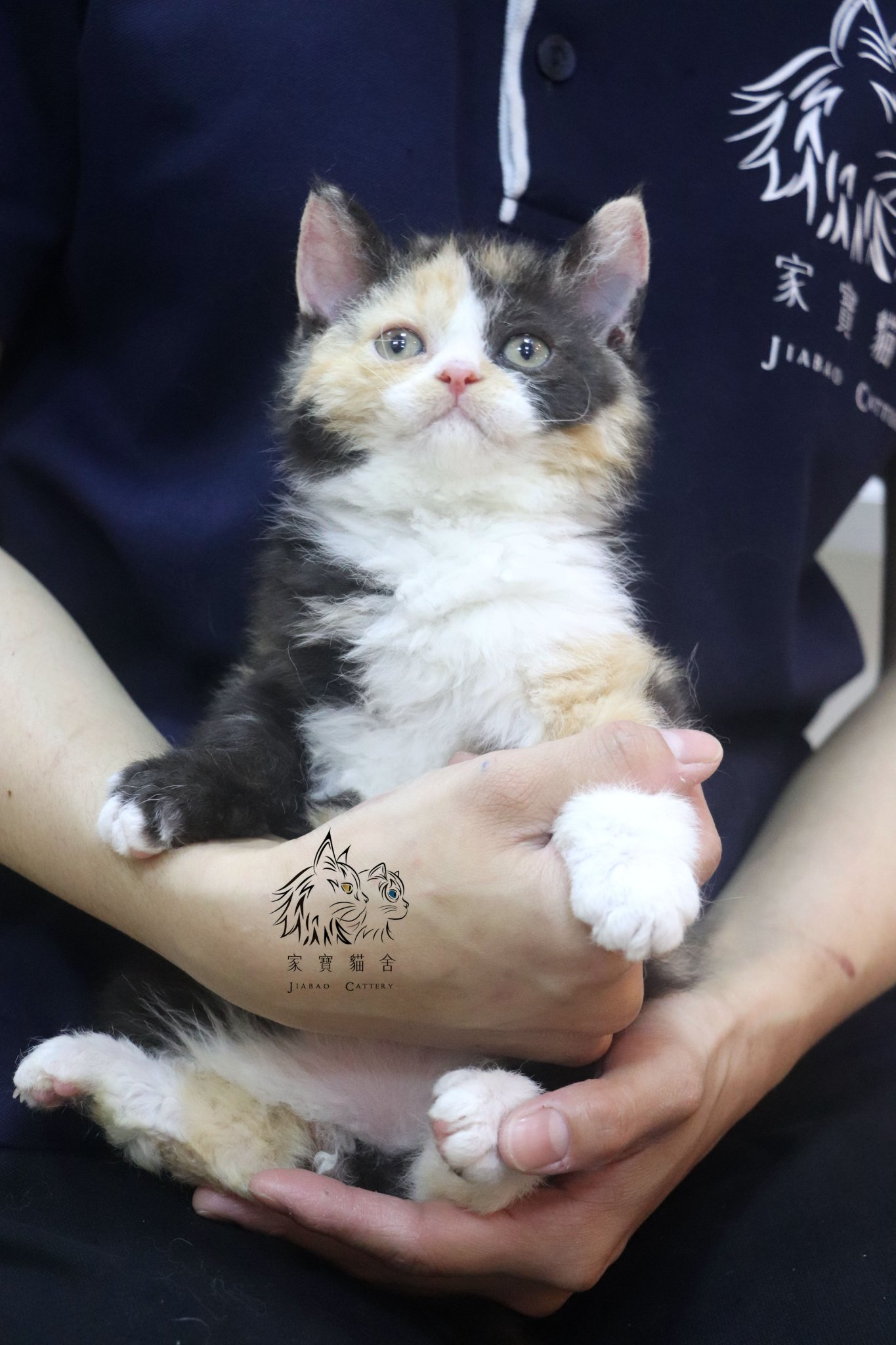 家寶寵物／黑三花賽爾凱克羊毛貓