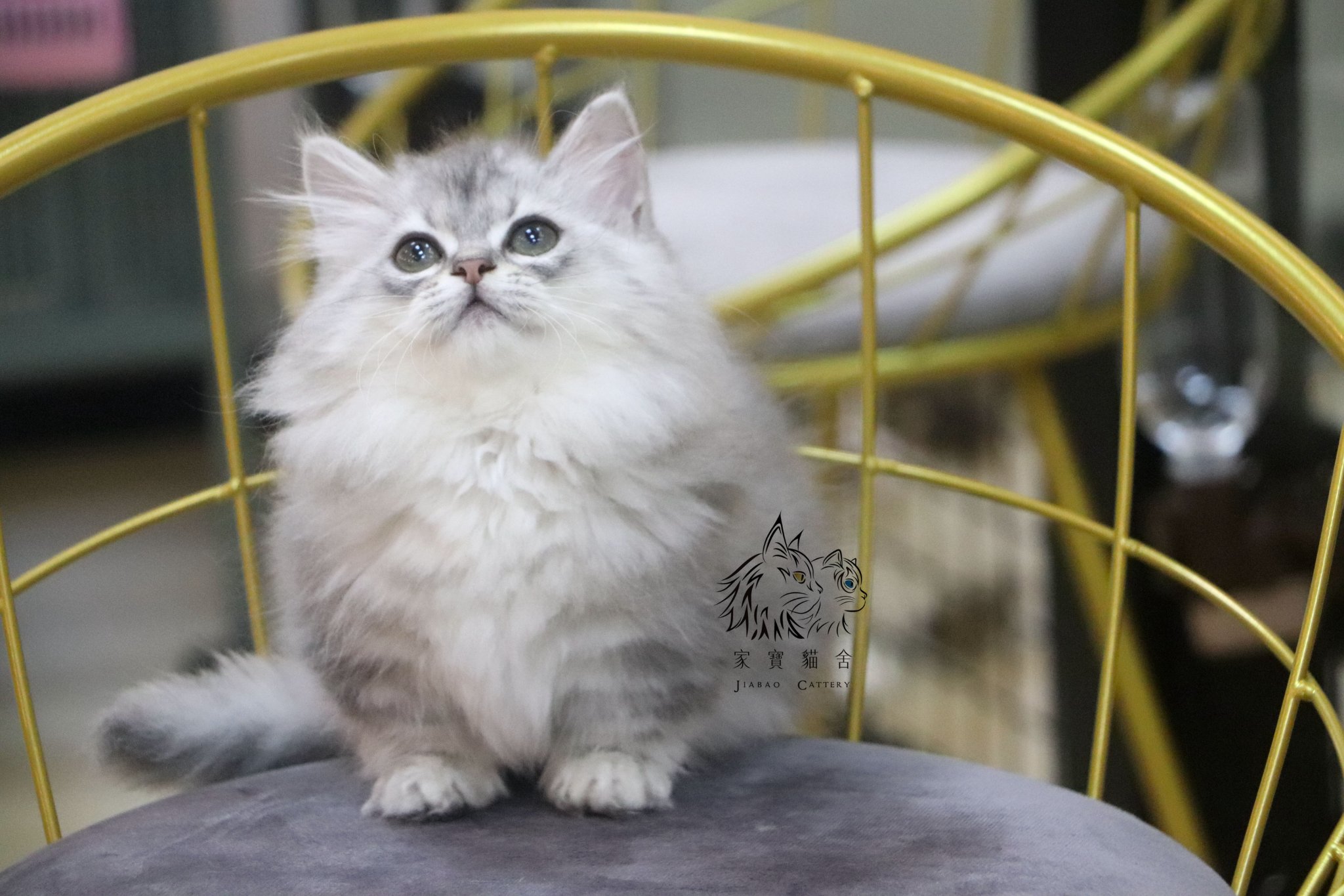 家寶寵物／銀白小步舞曲