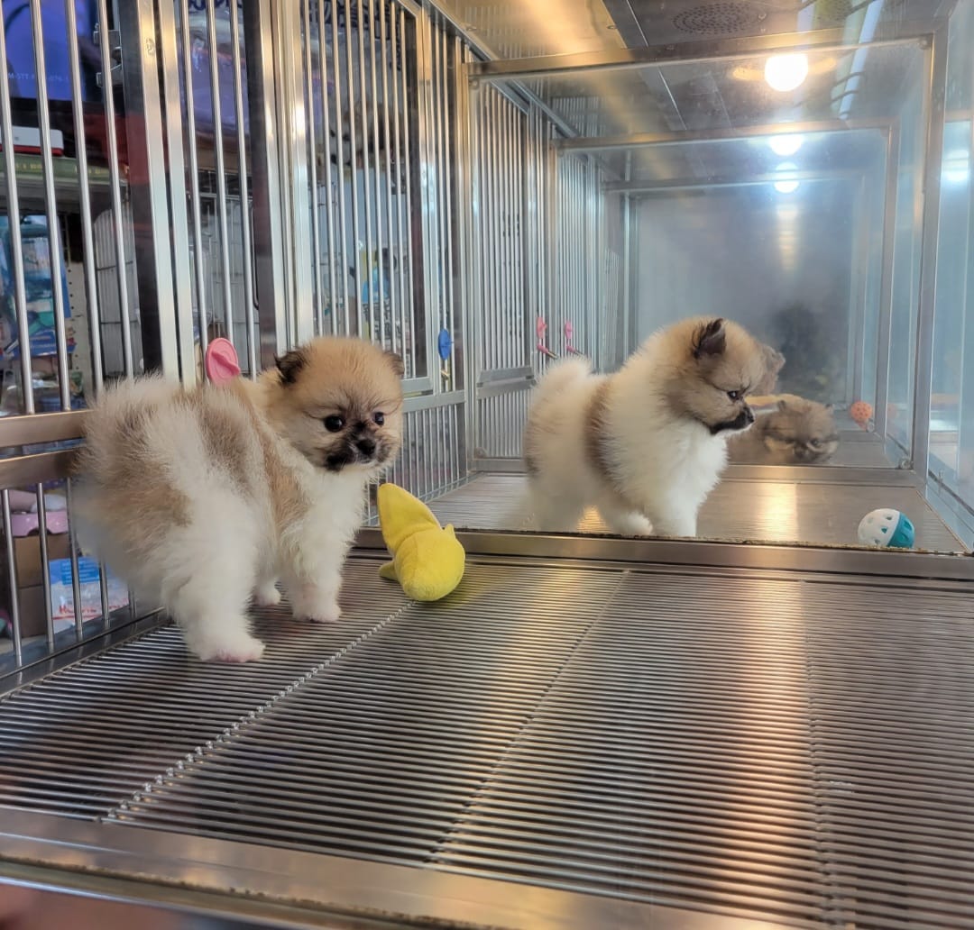 欣愛精品寵物生活館／花博美