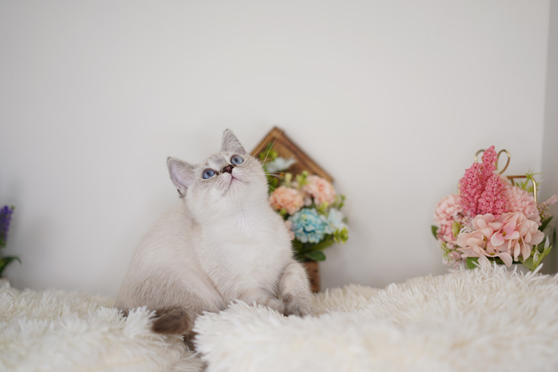 糖果卡通貓舍／山貓紋紫端重點色英國短毛貓