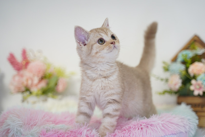 糖果卡通貓舍／紫丁香奶油色英國短毛貓