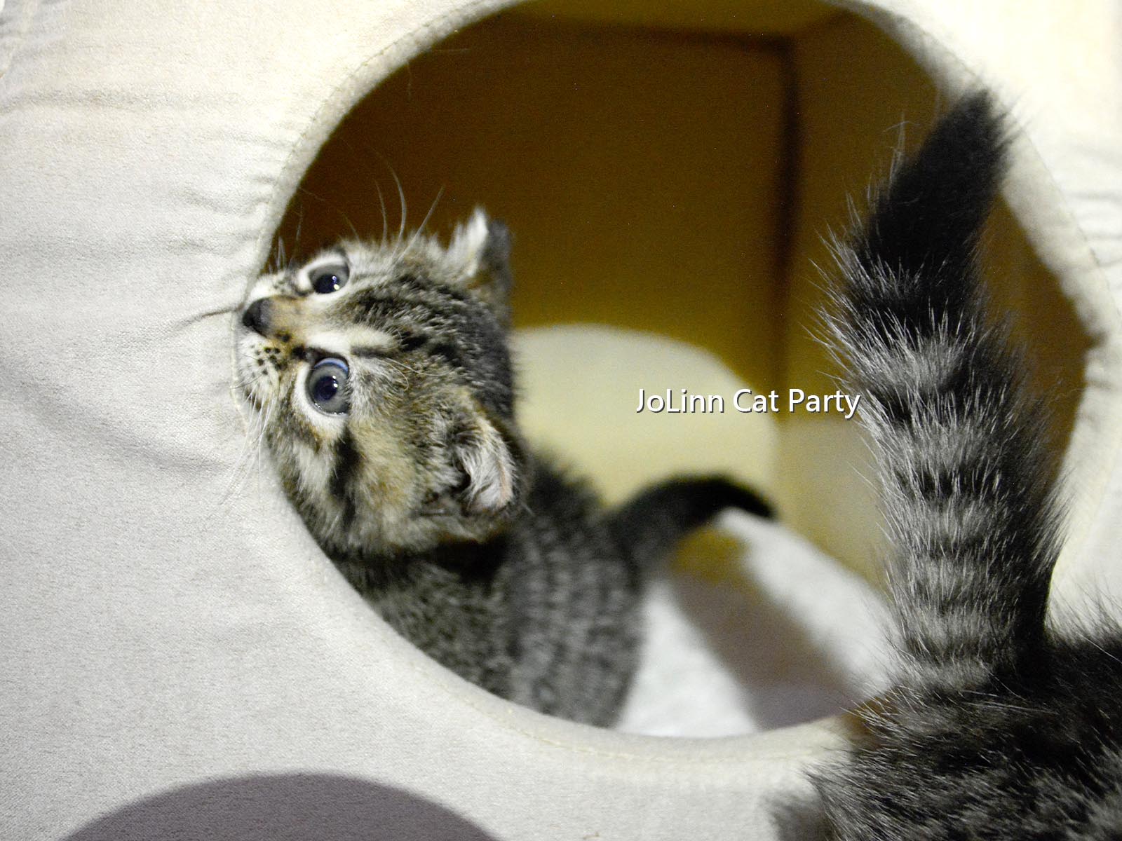 貓咪派對／豹紋曼赤肯貓