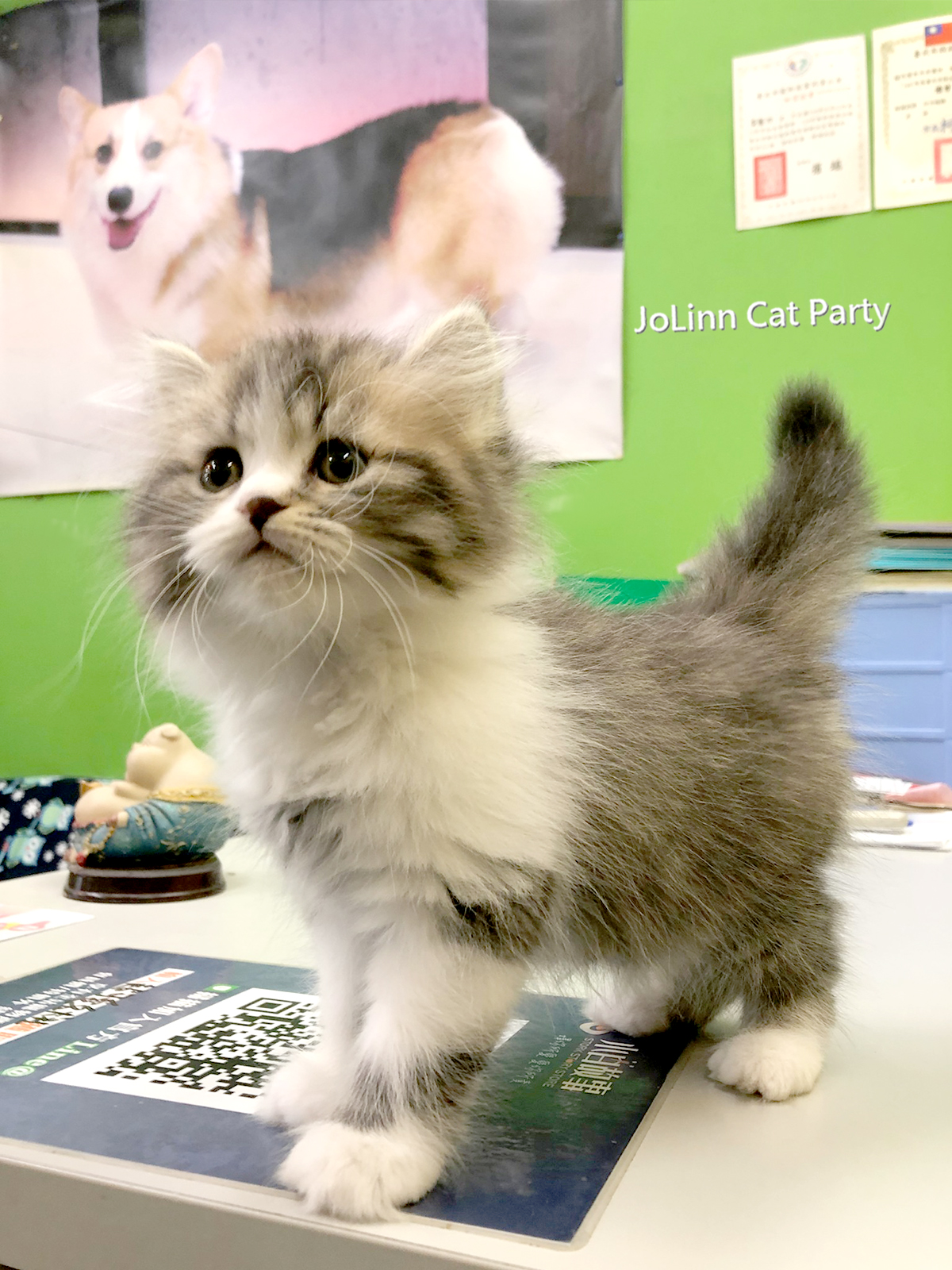 茶碗 古九谷 富士 壽 扇 扇子 変わり種 抹茶碗 茶器 茶道具 木箱 茶碗 古