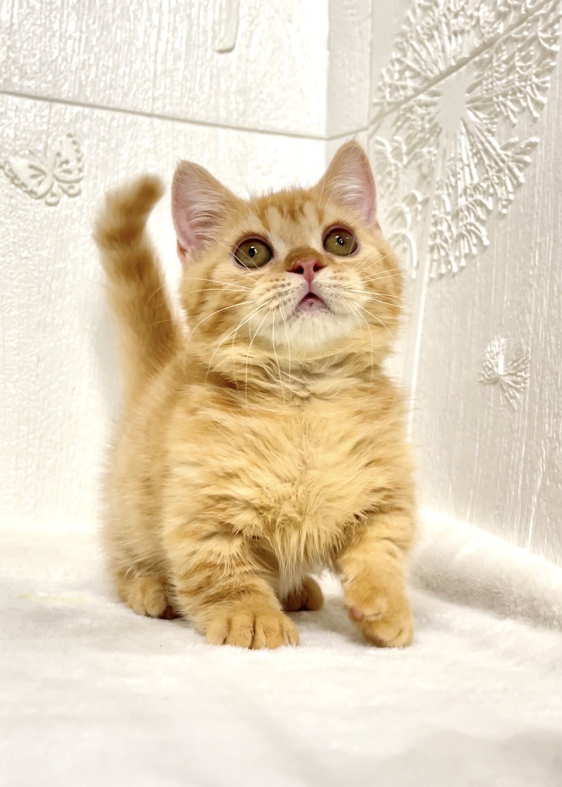 貓咪總動員館／橘紅曼赤肯