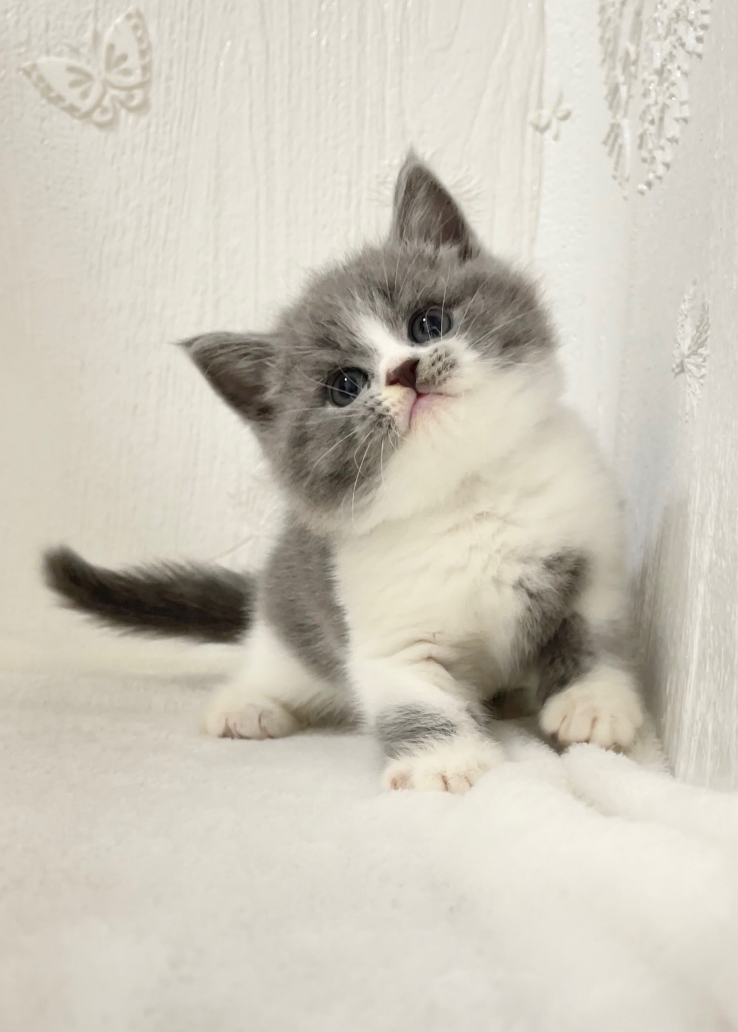 貓咪總動員館／藍白賓士英短