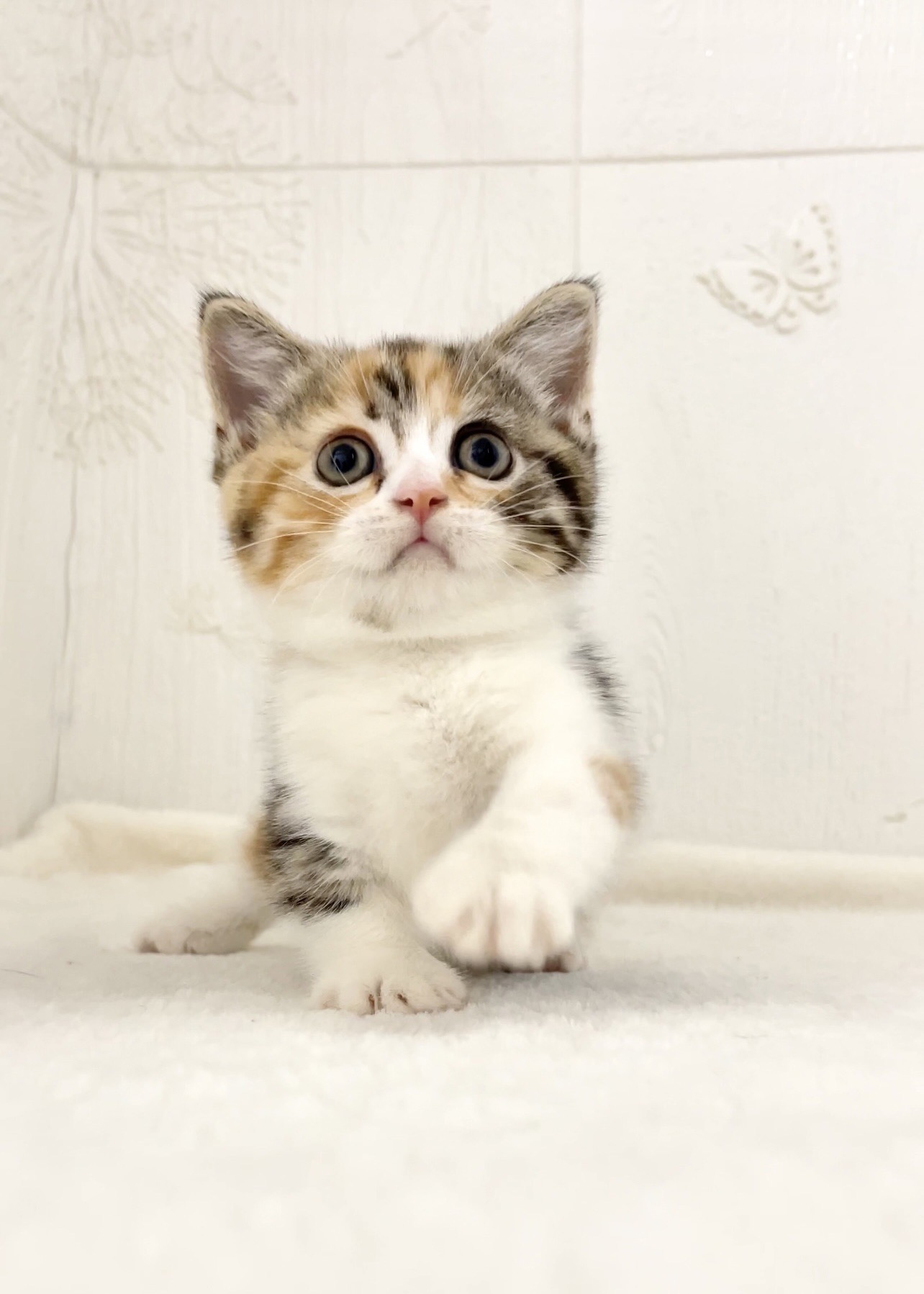 貓咪總動員館／三花賓士曼赤肯