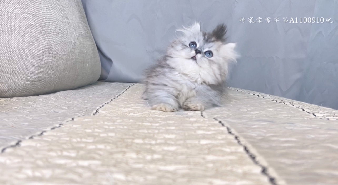 尊爵名皇／銀白 小步舞曲