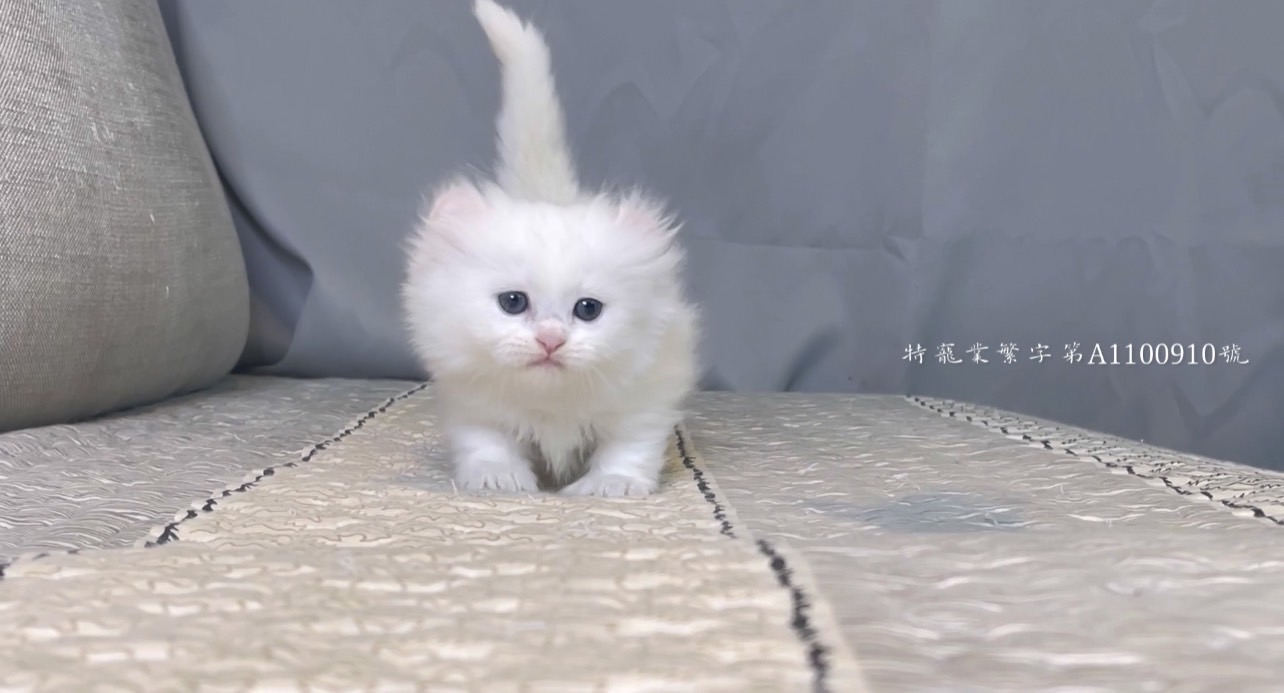 尊爵名皇／捲耳 純白 小步舞曲