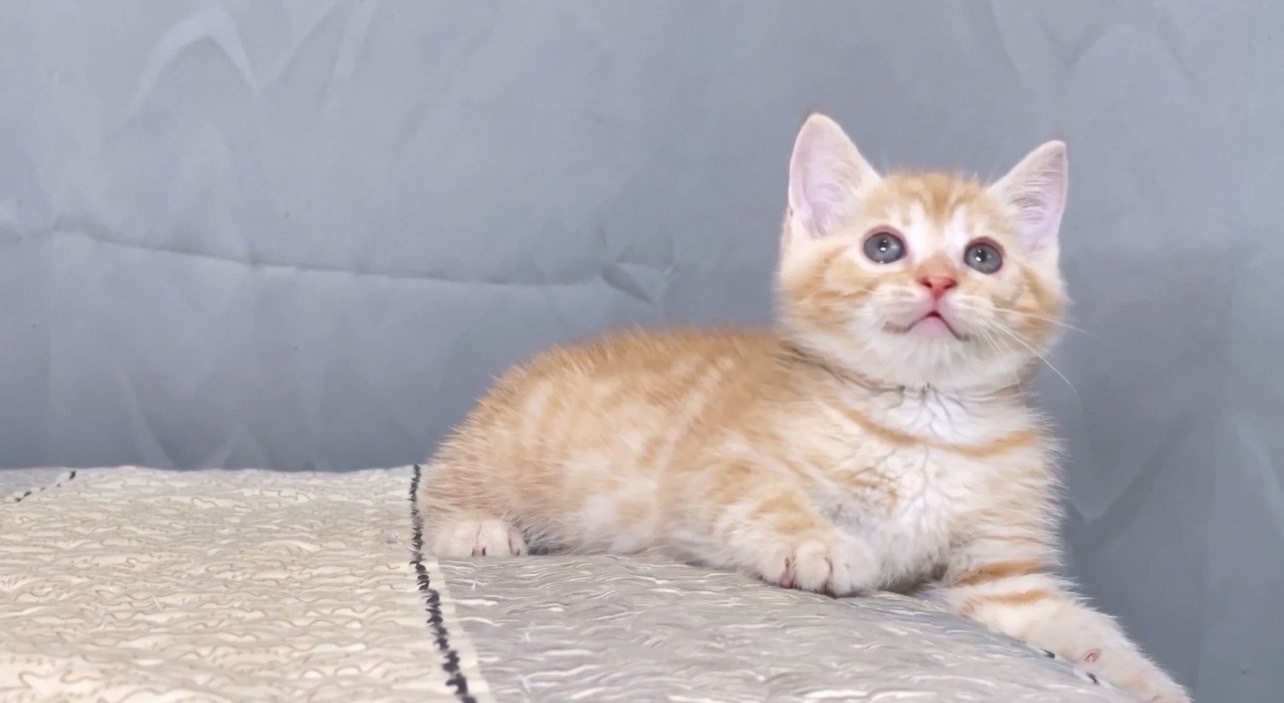 尊爵名皇／橘色英國短毛貓