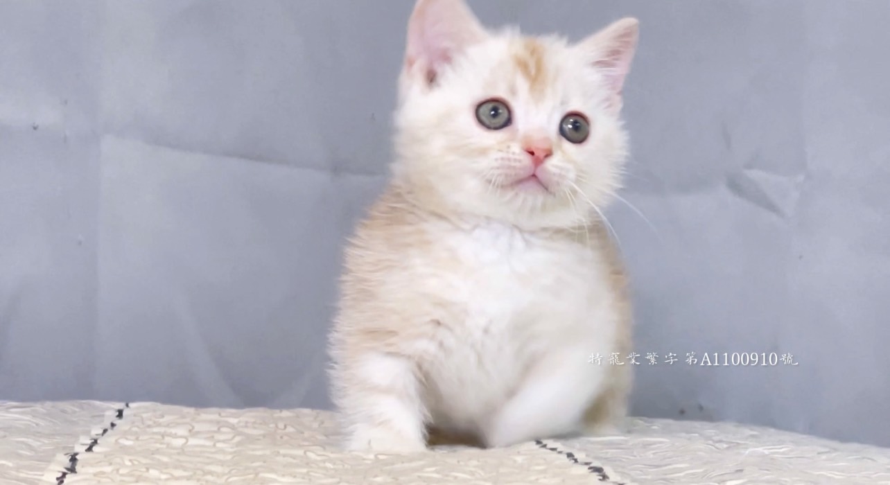 尊爵名皇／奶油白曼赤肯