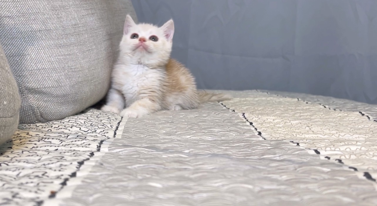 尊爵名皇／奶油白美國短毛貓