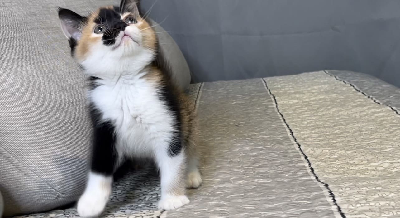 尊爵名皇／三花英國短毛貓