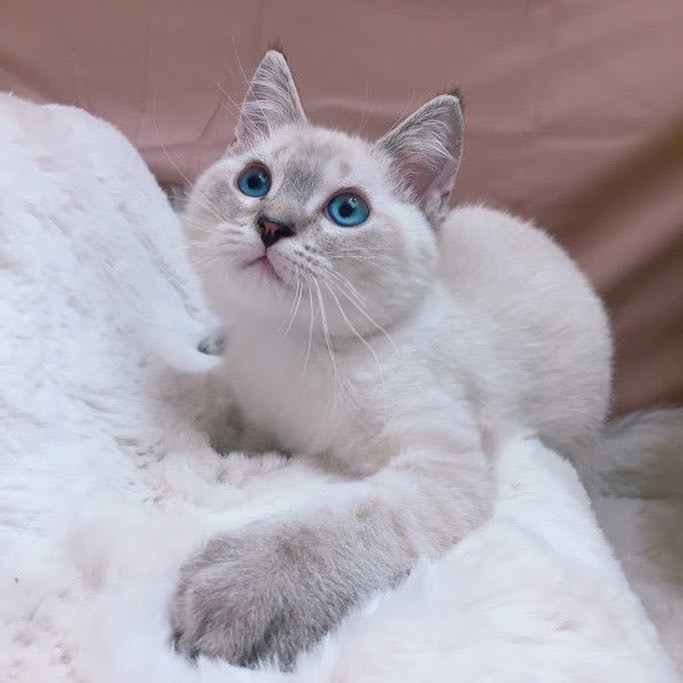 糖果卡通貓舍／紫端英國短毛貓