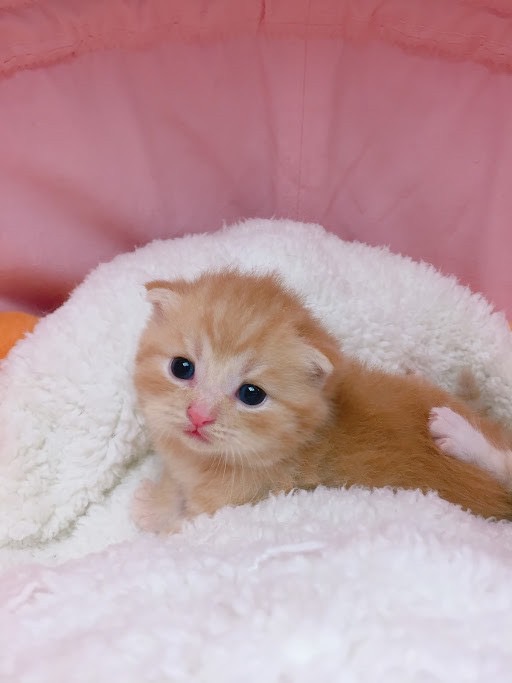 糖果卡通貓舍／橘色英國短毛貓